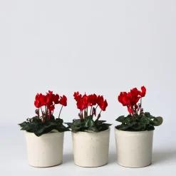 Perzisch cyclaam - Set van 6 - Cyclamen Winfall Scarlet - Hoogte 10-20cm - ⌀9cm