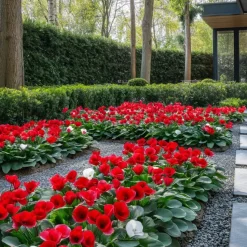 Perzisch cyclaam - Set van 6 - Cyclamen Winfall Scarlet - Hoogte 10-20cm - ⌀9cm