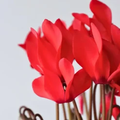Perzisch cyclaam - Set van 6 - Cyclamen Winfall Scarlet - Hoogte 10-20cm - ⌀9cm