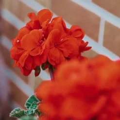 Perzisch cyclaam - Set van 6 - Cyclamen Winfall Scarlet - Hoogte 10-20cm - ⌀9cm