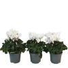 Perzisch cyclaam - Set van 3 - Cyclamen 'Metis White' - Hoogte 10-20cm - ⌀9cm