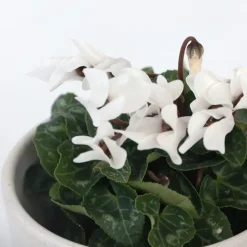 Perzisch cyclaam - Set van 3 - Cyclamen 'Metis White' - Hoogte 10-20cm - ⌀9cm