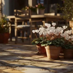 Perzisch cyclaam - Set van 3 - Cyclamen 'Metis White' - Hoogte 10-20cm - ⌀9cm