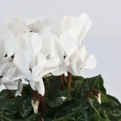 Perzisch cyclaam - Set van 3 - Cyclamen 'Metis White' - Hoogte 10-20cm - ⌀9cm