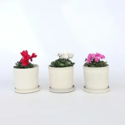 Perzisch cyclaam - Set van 3 - Cyclamen persicum - Hoogte 10-20cm - ⌀9cm