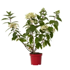 Pluimhortensia - Hydrangea paniculata 'Wim's Red' - Hoogte 25-40cm - ⌀19cm