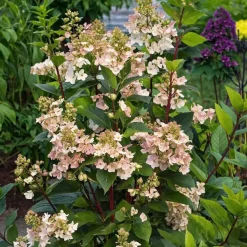 Pluimhortensia - Hydrangea paniculata 'Early Harry' - Hoogte 25-40cm - ⌀19cm