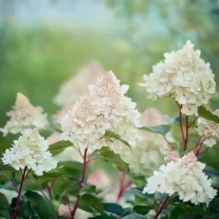 Pluimhortensia - Hydrangea paniculata 'Early Harry' - Hoogte 25-40cm - ⌀19cm