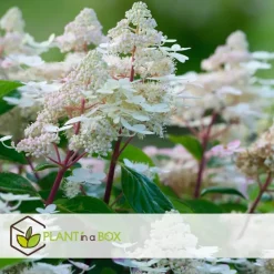Pluimhortensia - Hydrangea paniculata 'Early Harry' - Hoogte 25-40cm - ⌀19cm