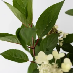 Pluimhortensia - Hydrangea paniculata 'Early Harry' - Hoogte 25-40cm - ⌀19cm