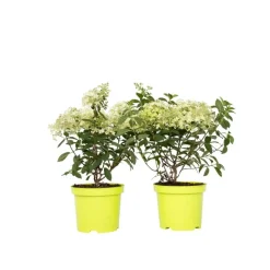 Pluimhortensia - Set van 2 - Hydrangea 'Bobo' - Hoogte 25-40cm - ⌀19cm