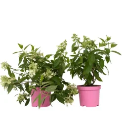 Pluimhortensia - Set van 2 - Hydrangea 'Confetti' - Hoogte 25-40cm - ⌀19cm
