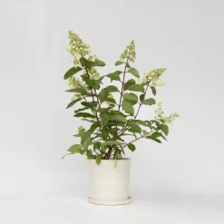 Pluimhortensia - Set van 4 - Hydrangea 'Pinky Winky' - Hoogte 25-40cm - ⌀19cm