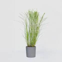 Prachtriet - Miscanthus sinensis 'Gracillimus' - Hoogte 40-60cm - ⌀23cm