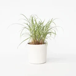 Prachtriet - Miscanthus sinensis 'Red Chief' - Hoogte 40-60cm - ⌀23cm