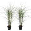Prachtriet - Set van 2 - Miscanthus Kleine Silberspinne - Hoogte 20-30cm - ⌀23cm