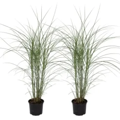 Prachtriet - Set van 2 - Miscanthus Kleine Silberspinne - Hoogte 20-30cm - ⌀23cm