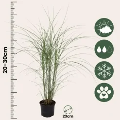 Prachtriet - Set van 2 - Miscanthus Kleine Silberspinne - Hoogte 20-30cm - ⌀23cm