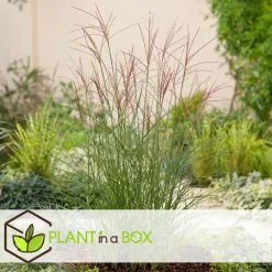 Prachtriet - Set van 2 - Miscanthus Kleine Silberspinne - Hoogte 20-30cm - ⌀23cm