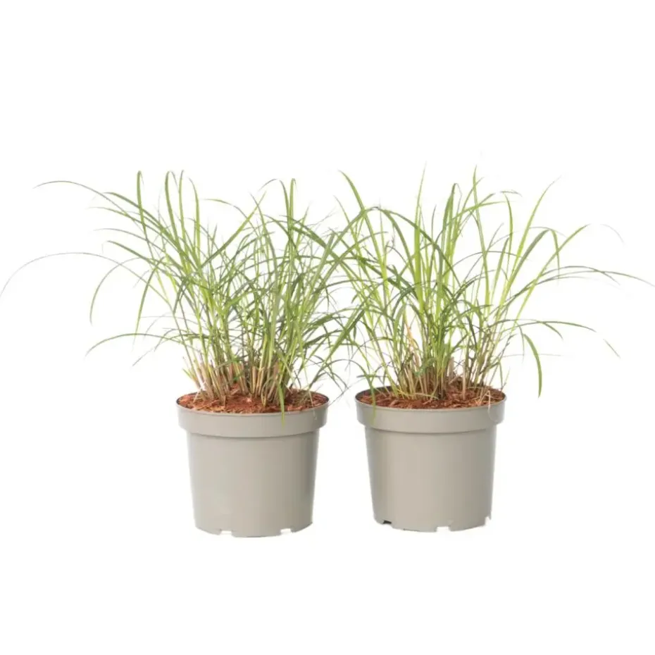Prachtriet - Set van 2 - Miscanthus 'Red Chief' - Hoogte 40-60cm - ⌀23cm