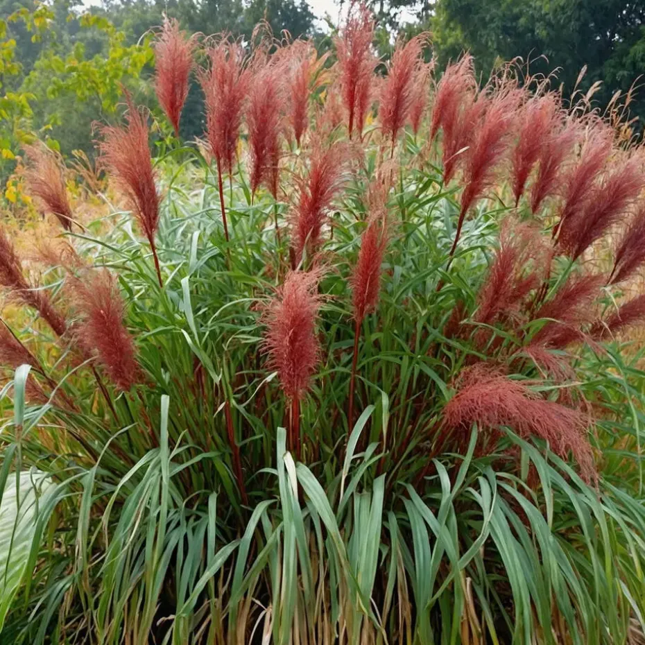 Prachtriet - Set van 2 - Miscanthus 'Red Chief' - Hoogte 40-60cm - ⌀23cm