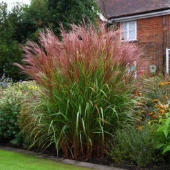 Prachtriet - Set van 2 - Miscanthus 'Red Chief' - Hoogte 40-60cm - ⌀23cm