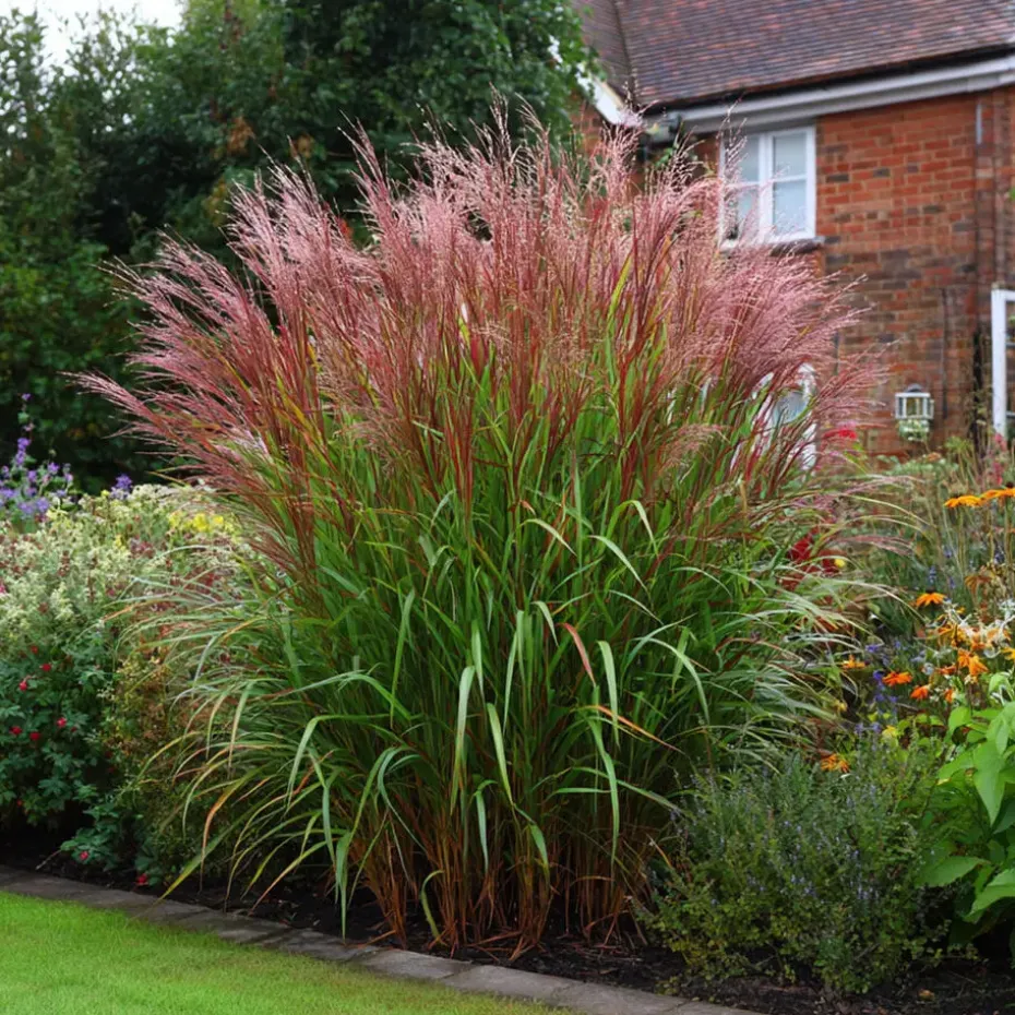 Prachtriet - Set van 2 - Miscanthus 'Red Chief' - Hoogte 40-60cm - ⌀23cm