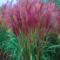 Prachtriet - Set van 2 - Miscanthus 'Red Chief' - Hoogte 40-60cm - ⌀23cm