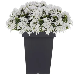 Prosperplast Bloempot - kunststof - antraciet - 29 x 44 cm