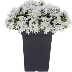 Prosperplast Bloempot - kunststof - antraciet - 23 x 35 cm