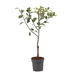 Pruimenboom - Prunus domestica 'Opal' - Hoogte 90-100cm - ⌀21cm