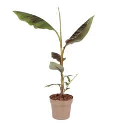 Rode bananenplant - Musa sikkimensis Ever Red - Hoogte 55-70cm - ⌀21cm