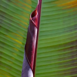 Rode bananenplant - Musa sikkimensis Ever Red - Hoogte 55-70cm - ⌀21cm