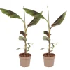 Rode bananenplant - Set van 2 - Ensete ventricosum - Hoogte 55-70cm - ⌀21cm