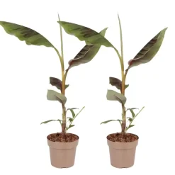 Rode bananenplant - Set van 2 - Ensete ventricosum - Hoogte 55-70cm - ⌀21cm