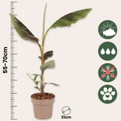 Rode bananenplant - Set van 2 - Ensete ventricosum - Hoogte 55-70cm - ⌀21cm