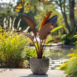 Rode bananenplant - Set van 2 - Ensete ventricosum - Hoogte 55-70cm - ⌀21cm