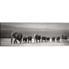 Schilderij Kudde Olifanten - 40 x 118cm - Zwart-Wit