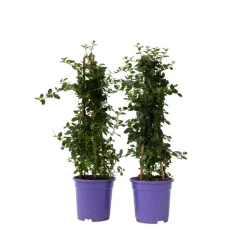 Sering - Set van 2 - Ceanothus Repens - Hoogte 60-70cm - ⌀17cm