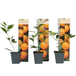 Sinaasappelboom - Set van 3 - Citrus mitis Calamondin - Hoogte 25-40cm - ⌀9cm
