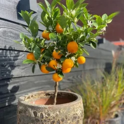 Sinaasappelboom - Set van 3 - Citrus mitis Calamondin - Hoogte 25-40cm - ⌀9cm