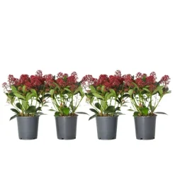 Skimmia - Set van 4 - Skimmia japonica 'Rubella' - Hoogte 35-45cm - ⌀15cm