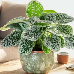 Spiraalvrucht - 2 Stuks - Streptocarpus 'Pretty Turtle' - Hoogte 25-35cm - ⌀13cm