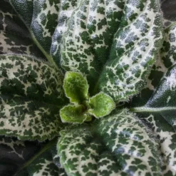 Spiraalvrucht - 2 Stuks - Streptocarpus 'Pretty Turtle' - Hoogte 25-35cm - ⌀13cm