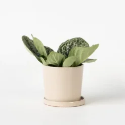 Spiraalvrucht - Streptocarpus 'Pretty Turtle' - Hoogte 25-35cm - ⌀13cm