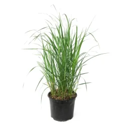 Struisriet - Calamagrostis 'Karl Foerster' - Hoogte 40-60cm - ⌀23cm