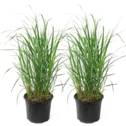 Struisriet - Set van 2 - Calamagrostis 'Karl Foerster' - Hoogte 40-60cm - ⌀23cm