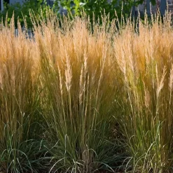 Struisriet - Set van 2 - Calamagrostis 'Karl Foerster' - Hoogte 40-60cm - ⌀23cm