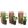 Taybessenplant - Set van 3 - Rubus 'Tayberry' - Hoogte 25-40cm - ⌀9cm
