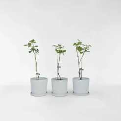 Taybessenplant - Set van 3 - Rubus 'Tayberry' - Hoogte 25-40cm - ⌀9cm